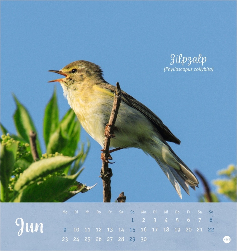 Bild: 9783756407125 | Vögel in unseren Gärten Postkartenkalender 2025 | Kalender | 13 S.