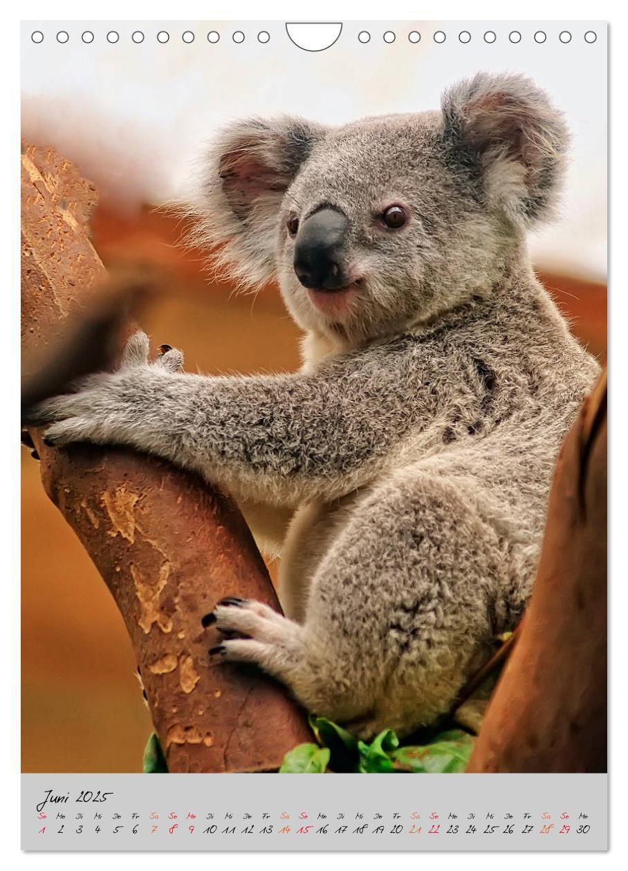 Bild: 9783435950577 | Koala, kleiner Bär (Wandkalender 2025 DIN A4 hoch), CALVENDO...