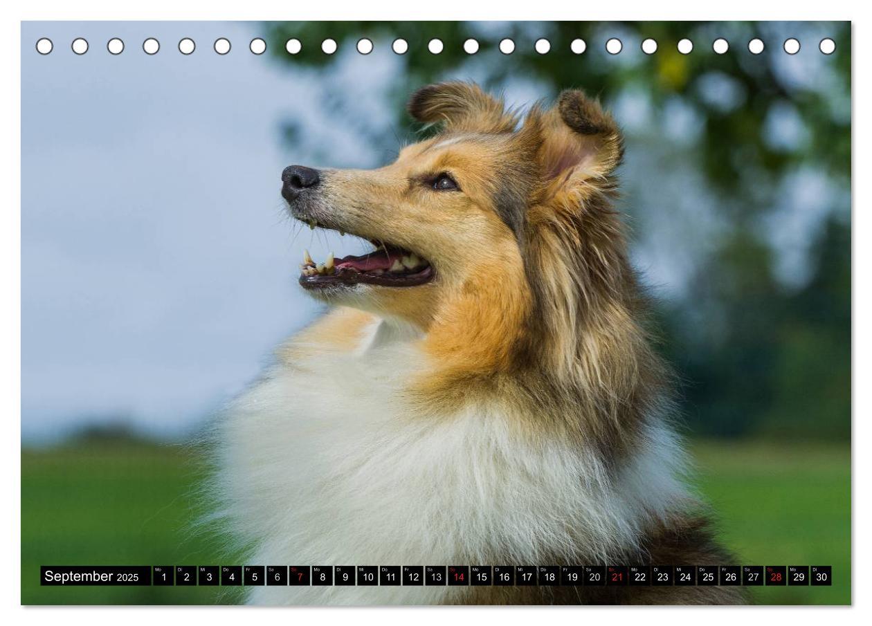 Bild: 9783435568758 | Traumhund Sheltie (Tischkalender 2025 DIN A5 quer), CALVENDO...