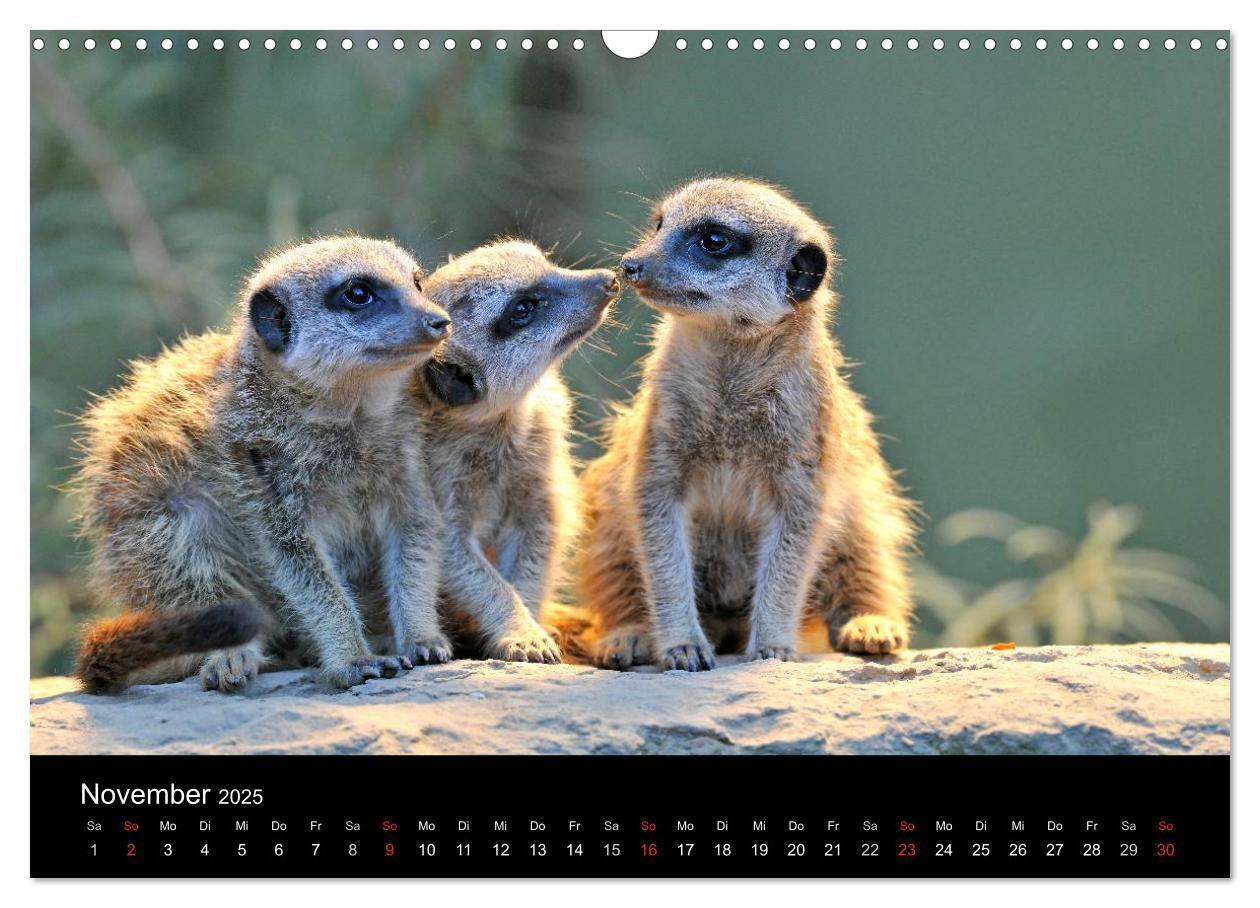 Bild: 9783435835799 | Erdmännchen - Tierkinder (Wandkalender 2025 DIN A3 quer), CALVENDO...