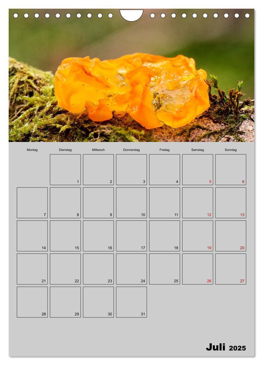 Bild: 9783435943791 | Quer durch die Pilze (Wandkalender 2025 DIN A4 hoch), CALVENDO...