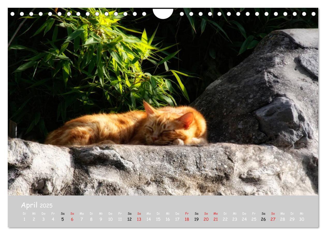 Bild: 9783435787975 | Katzen des Südens (Wandkalender 2025 DIN A4 quer), CALVENDO...