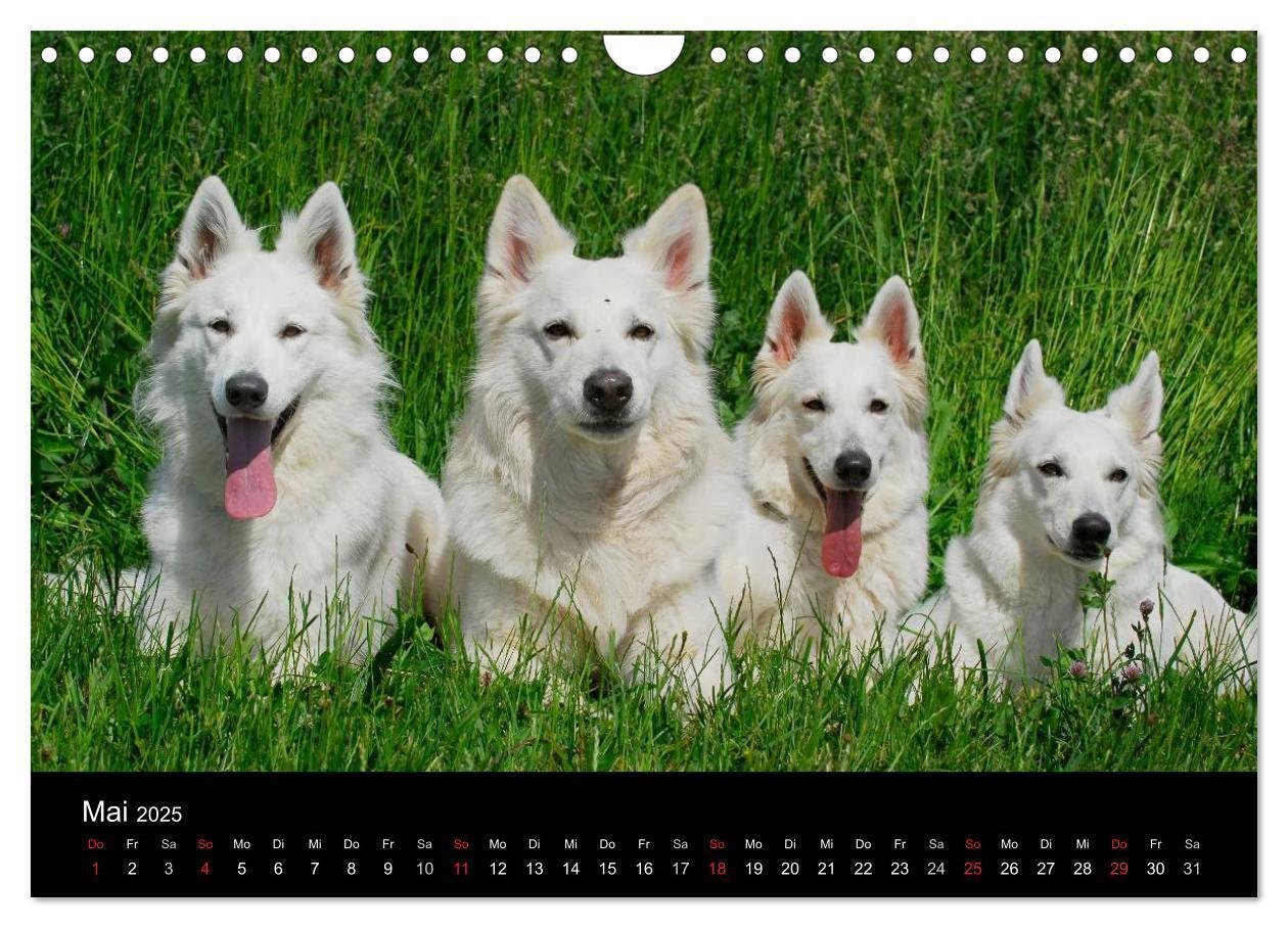 Bild: 9783435765928 | Weißer Schweizer Schäferhund (Wandkalender 2025 DIN A4 quer),...