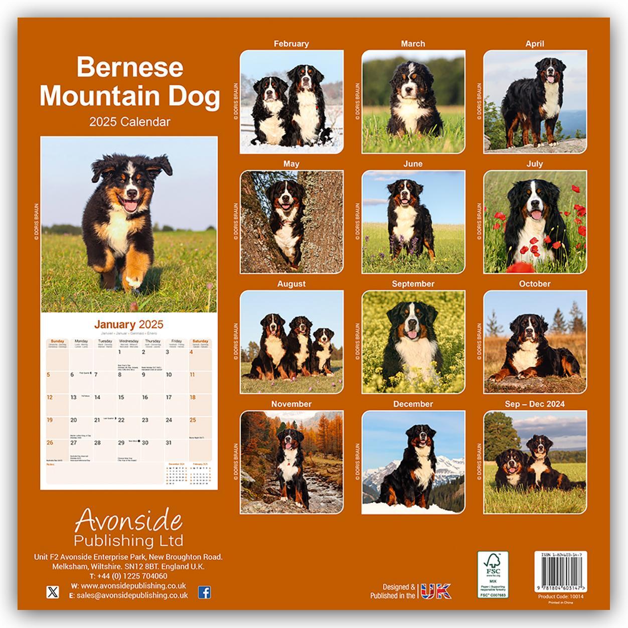 Rückseite: 9781804603147 | Bernese Mountain Dog - Berner Sennenhund 2025 - 16-Monatskalender