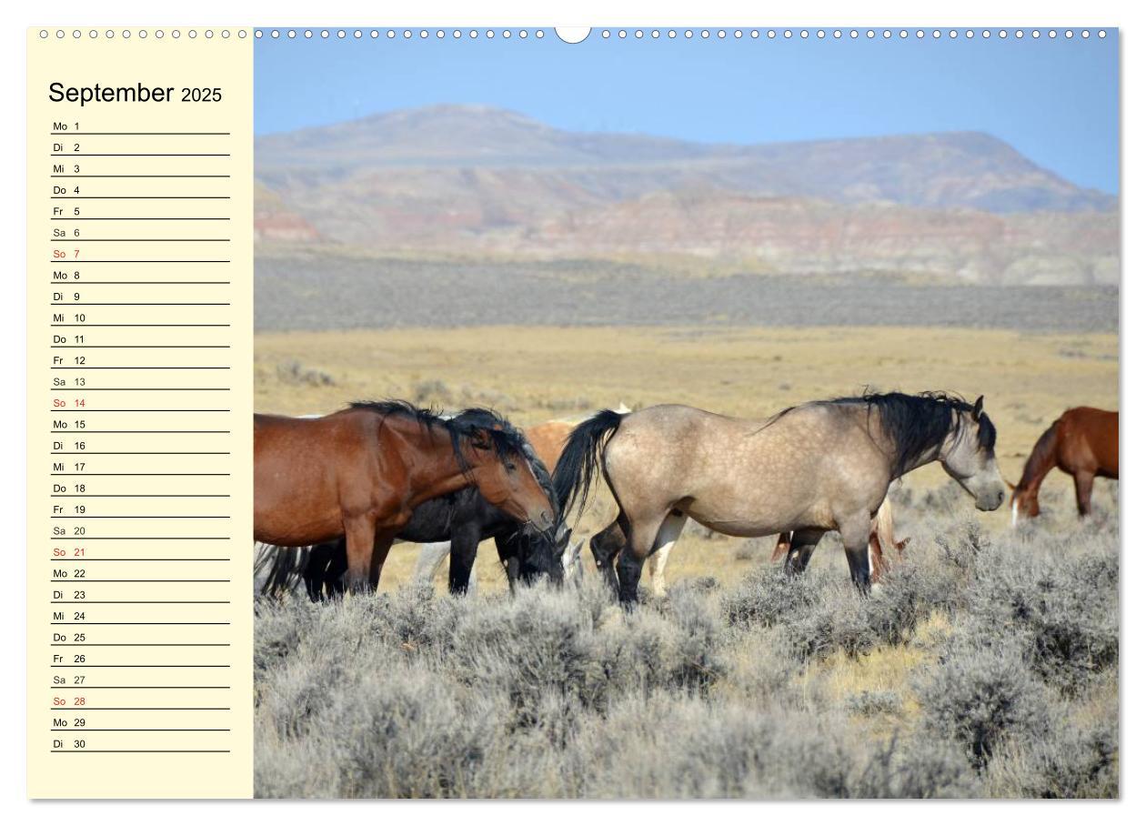 Bild: 9783435528912 | Wilde Pferde. Mustangs in USA (Wandkalender 2025 DIN A2 quer),...