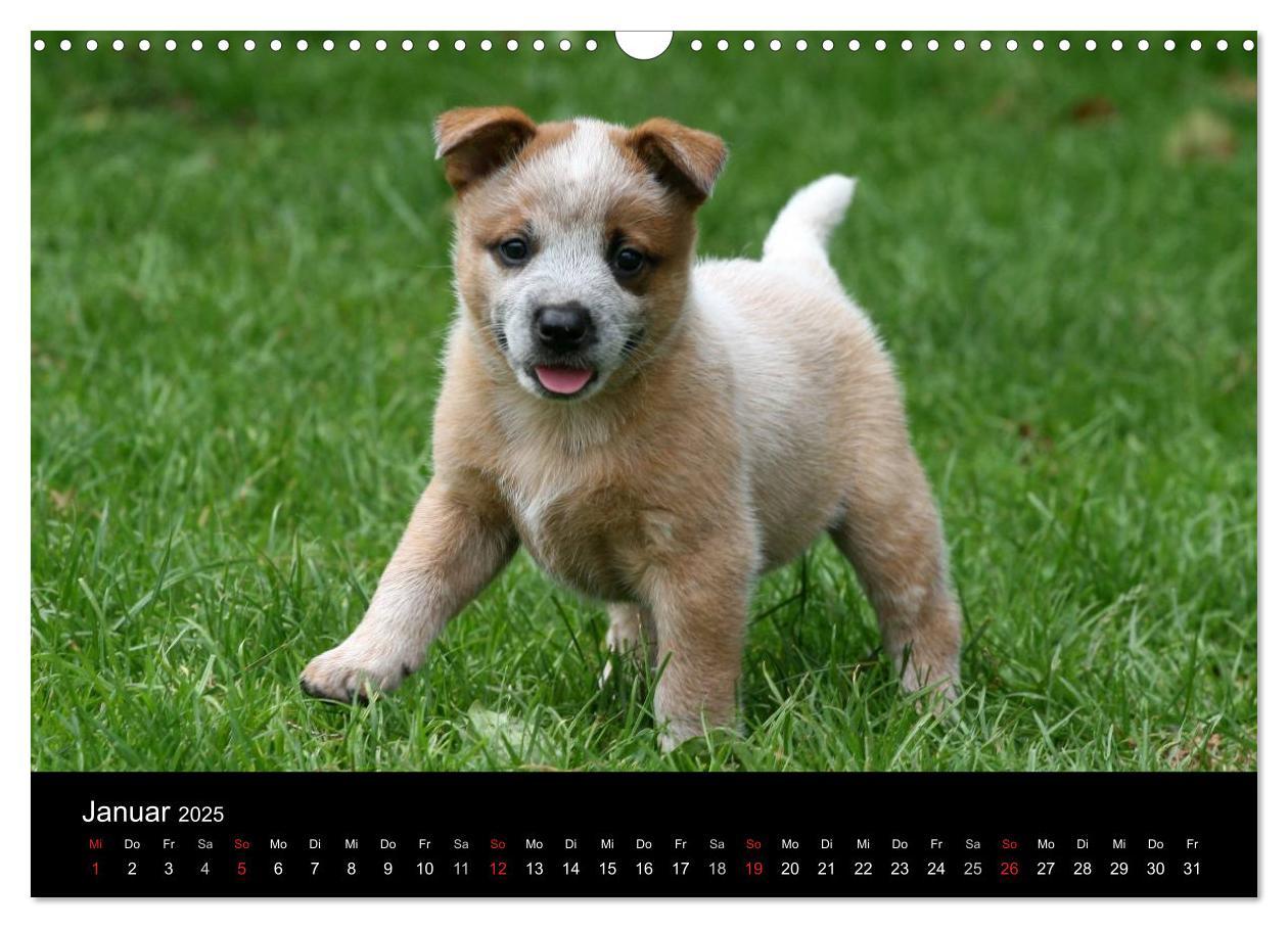 Bild: 9783435749539 | Australian Cattle Dog Welpen (Wandkalender 2025 DIN A3 quer),...