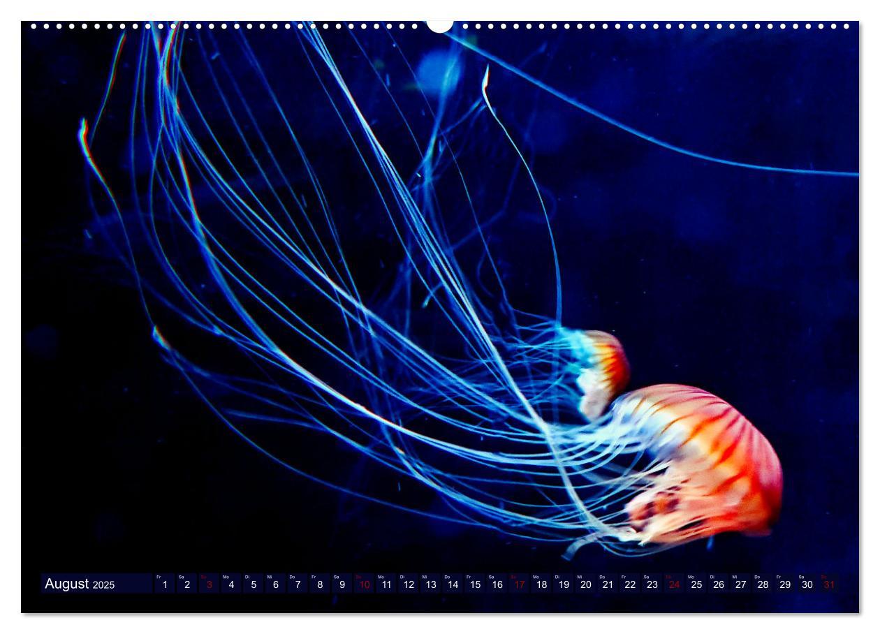 Bild: 9783383953842 | In der Welt der Medusen (hochwertiger Premium Wandkalender 2025 DIN...