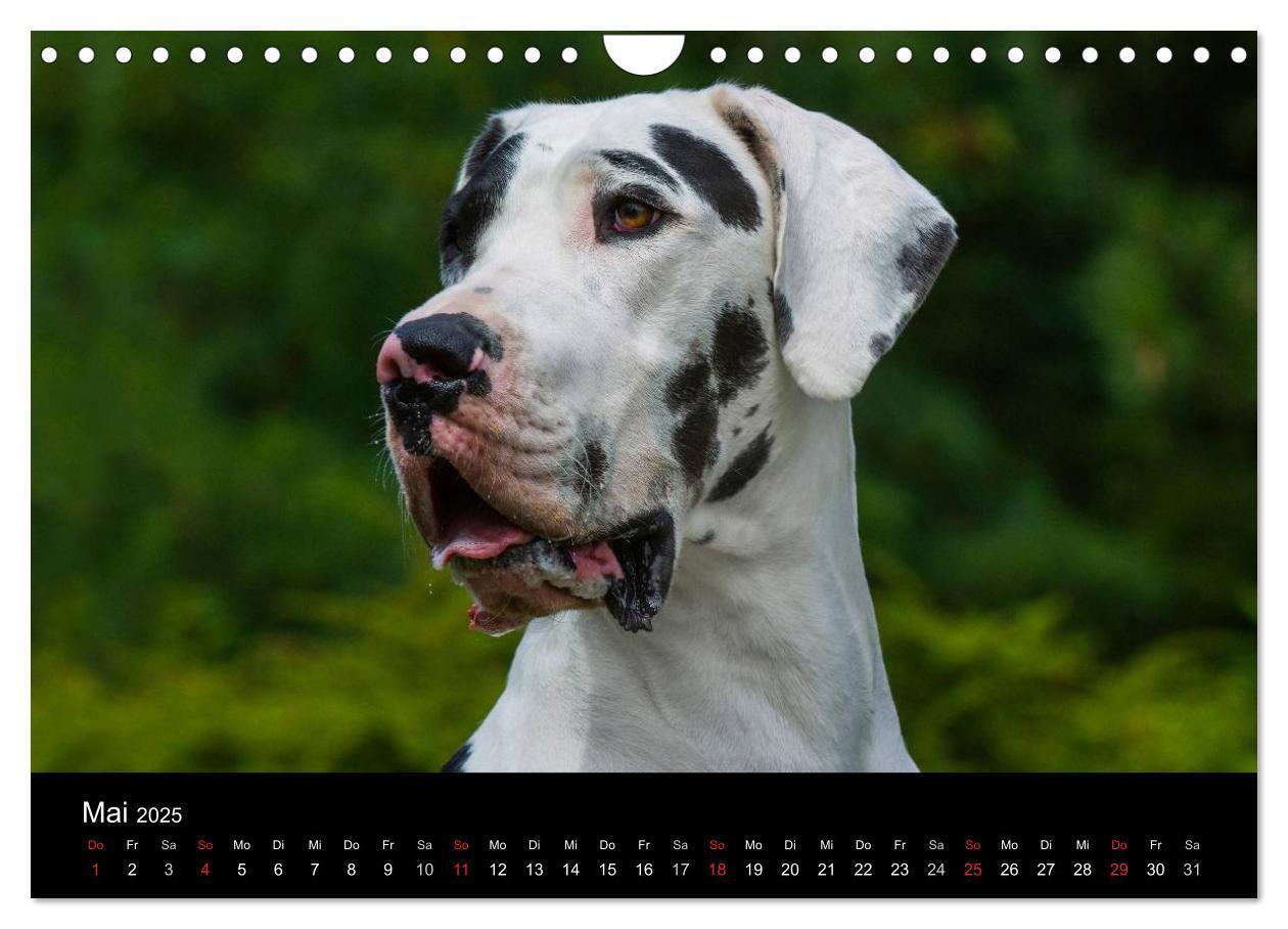 Bild: 9783435762293 | Deutsche Dogge 2025 (Wandkalender 2025 DIN A4 quer), CALVENDO...