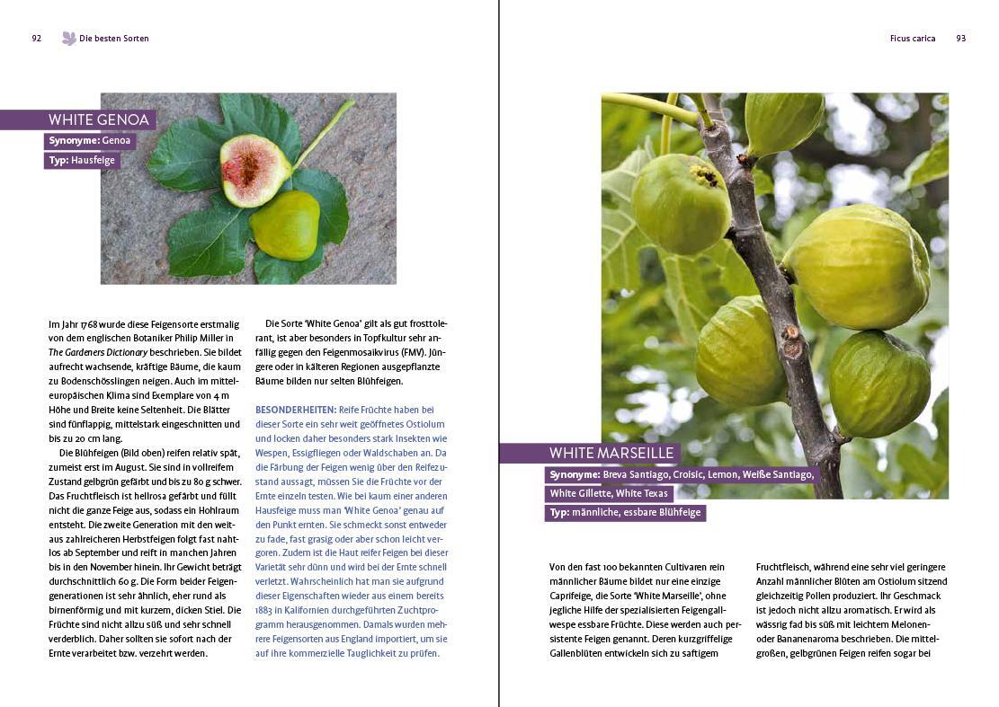 Bild: 9783818616212 | Feigen aus dem eigenen Garten | Christoph Seiler | Taschenbuch | 2022