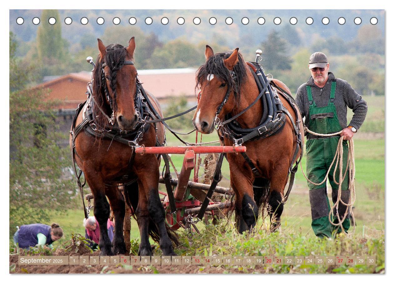 Bild: 9783435095247 | Zugpferde bei der Feldarbeit (Tischkalender 2025 DIN A5 quer),...