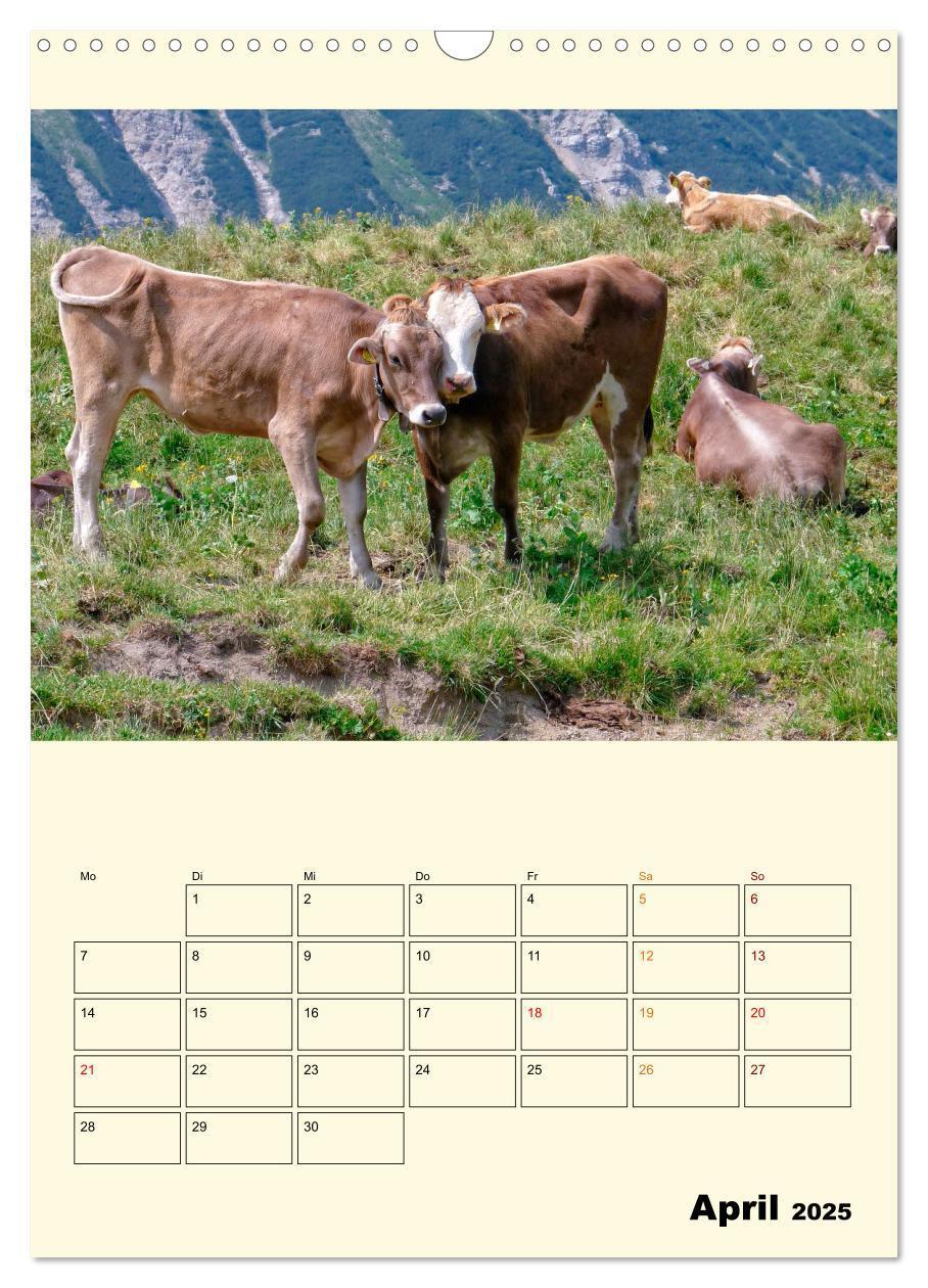 Bild: 9783435903993 | Glückliche Bergkühe (Wandkalender 2025 DIN A3 hoch), CALVENDO...