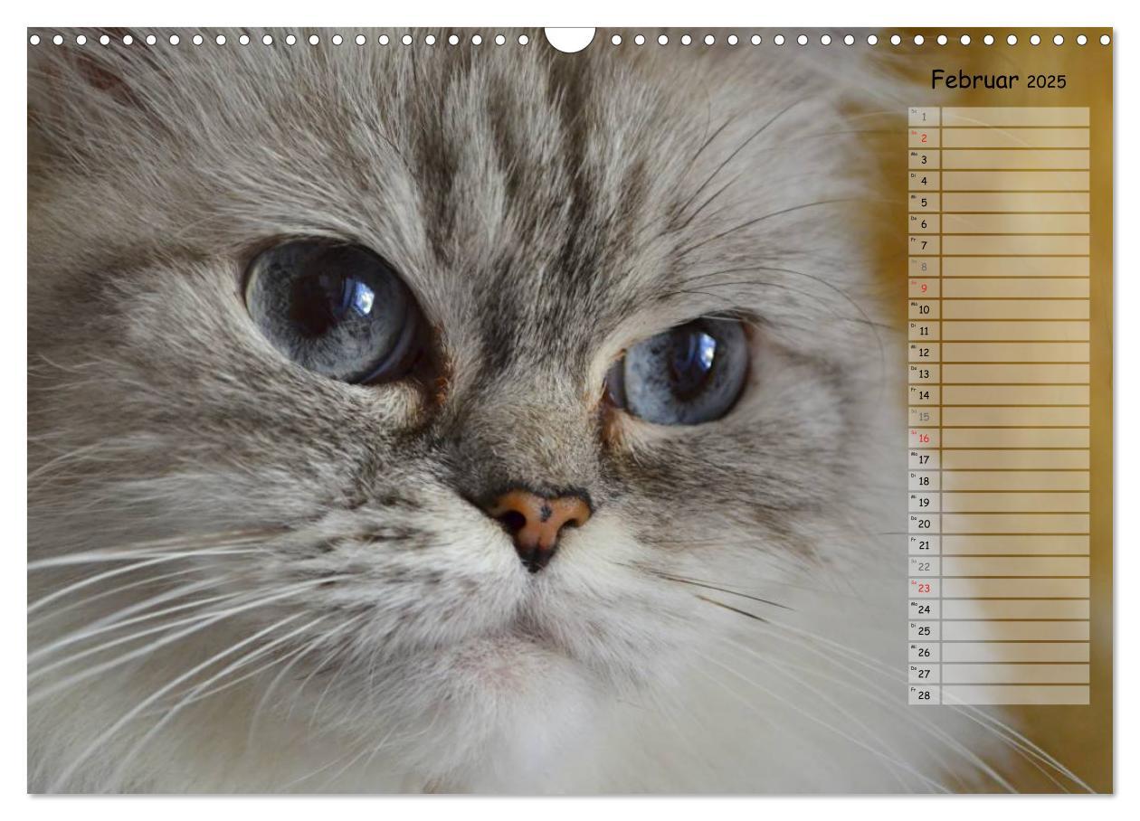 Bild: 9783435733859 | Katzen im Porträt / Geburtstagskalender (Wandkalender 2025 DIN A3...