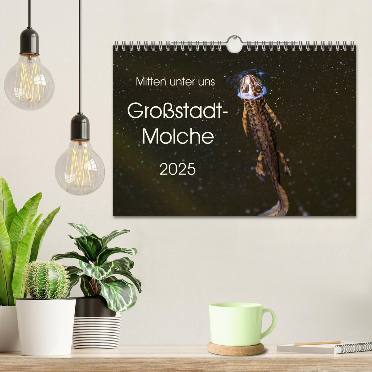 Bild: 9783435398393 | Mitten unter uns - Großstadt-Molche (Wandkalender 2025 DIN A4...