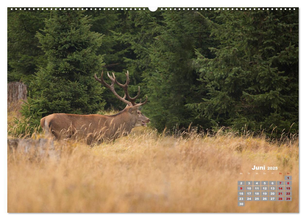 Bild: 9783435003563 | Krafttier Hirsch (Wandkalender 2025 DIN A2 quer), CALVENDO...