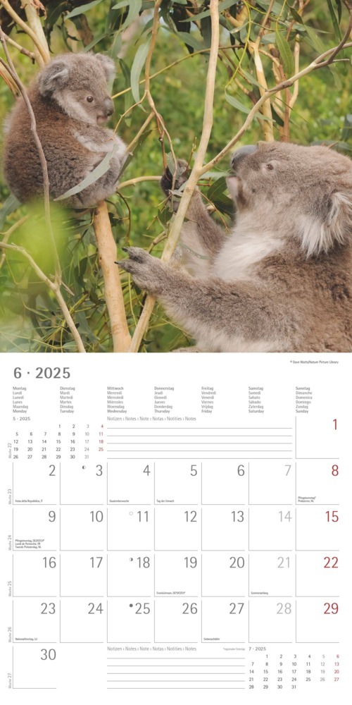 Bild: 4251732340759 | Alpha Edition - Koalas 2025 Broschürenkalender, 30x30cm,...