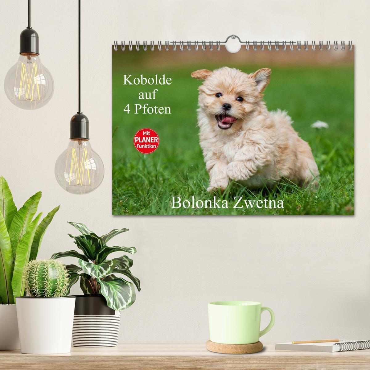 Bild: 9783435545834 | Kobolde auf 4 Pfoten - Bolonka Zwetna (Wandkalender 2025 DIN A4...