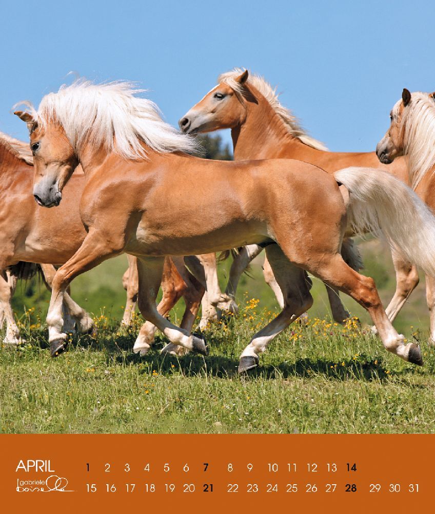 Bild: 9783964120762 | Haflinger 2025 | Haflinger Pferde | Gabriele Boiselle | Kalender