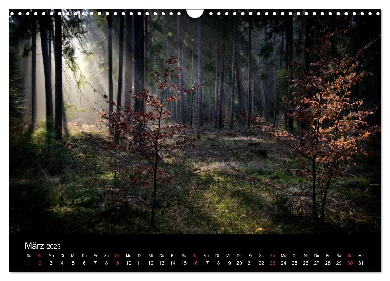 Bild: 9783435781447 | Waldkalender (Wandkalender 2025 DIN A3 quer), CALVENDO Monatskalender