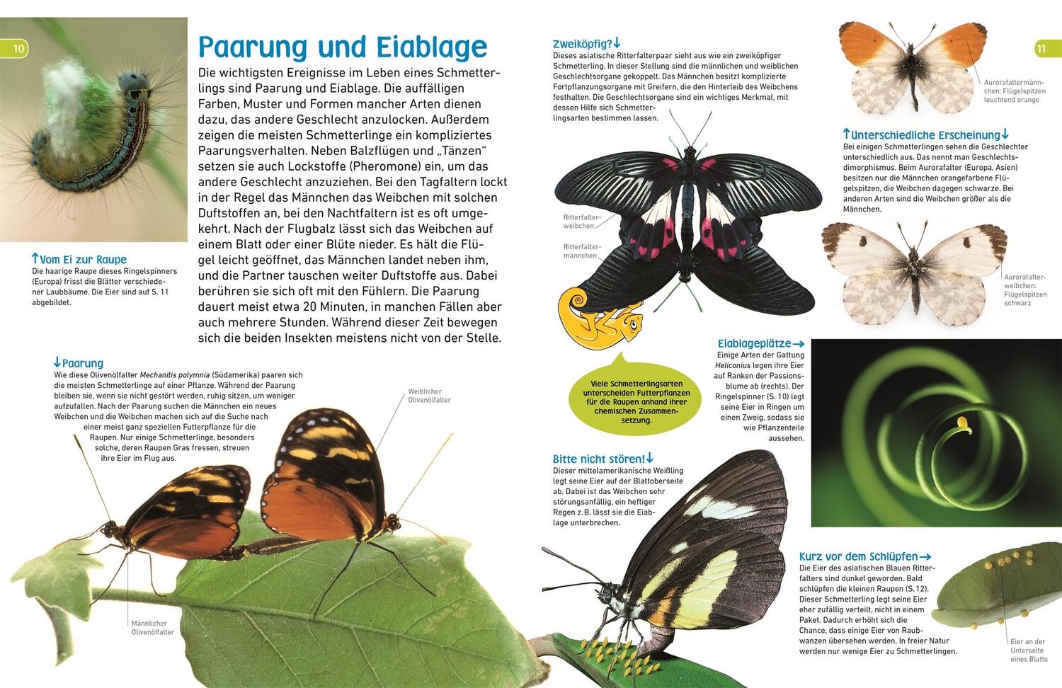 Bild: 9783831043798 | memo Wissen entdecken. Schmetterlinge | Paul Whalley | Buch | 72 S.