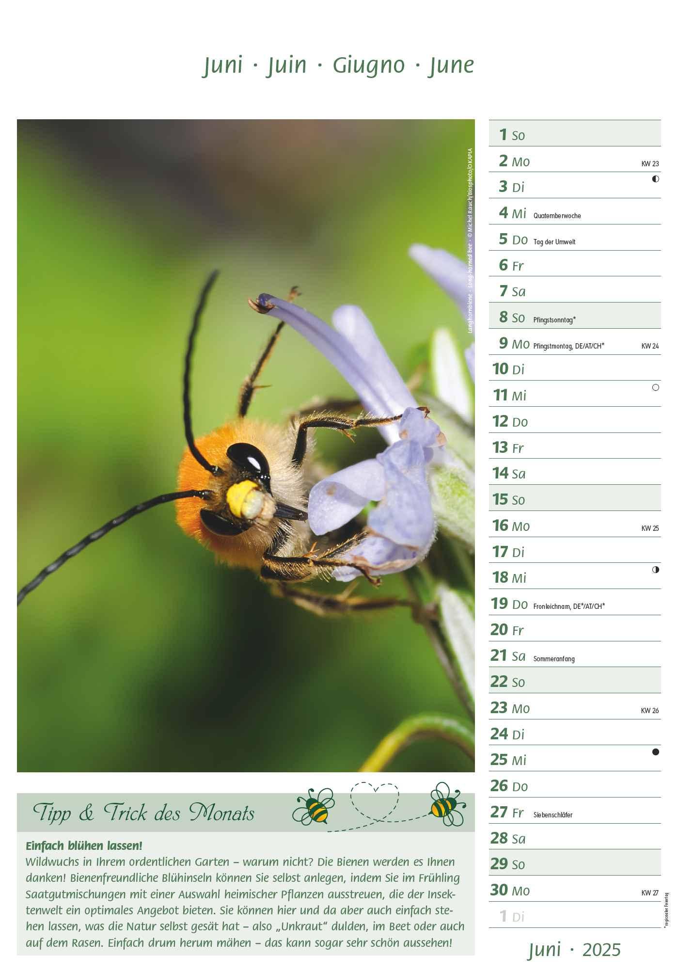 Bild: 4251732344399 | Bienen 2025 23,7x34 | Alpha Edition | Kalender | 28 S. | Deutsch