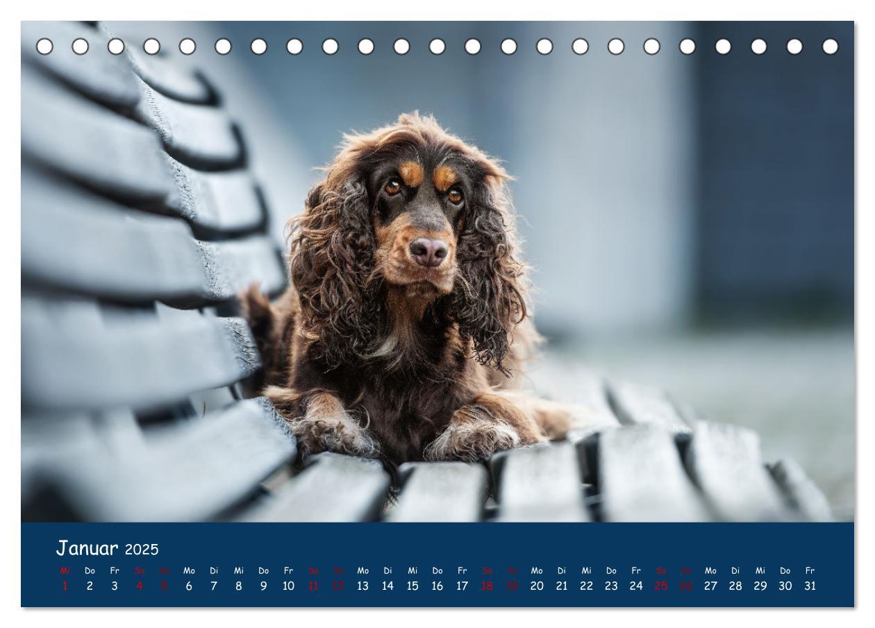 Bild: 9783383951633 | Englischer Cocker Spaniel (Tischkalender 2025 DIN A5 quer),...