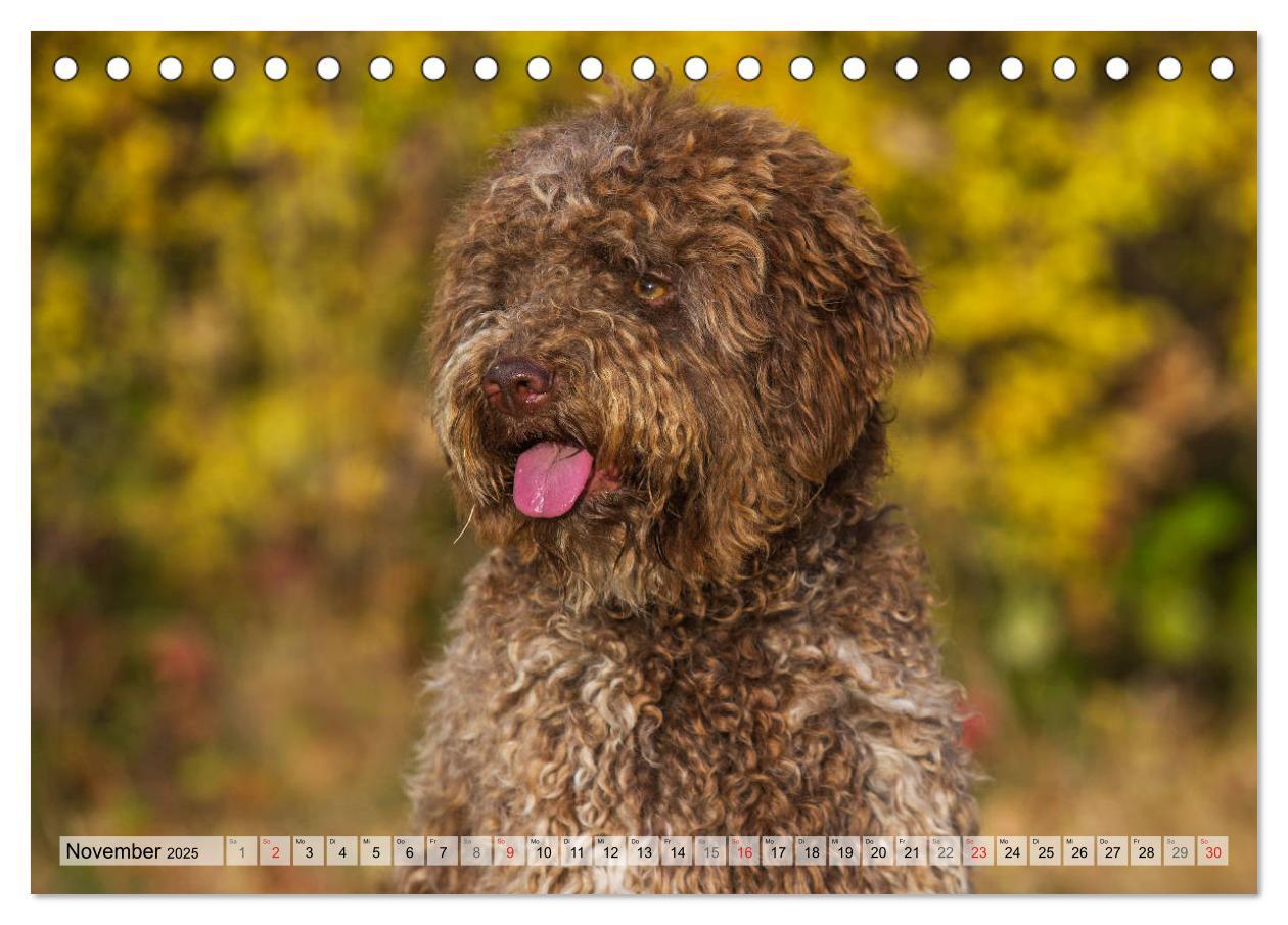 Bild: 9783435311484 | Lagotto Romagnolo - Ein Hund zum Verlieben (Tischkalender 2025 DIN...