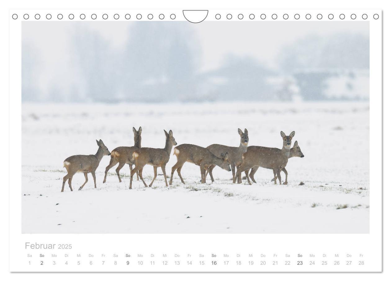 Bild: 9783435111107 | Rehwild 2025 (Wandkalender 2025 DIN A4 quer), CALVENDO Monatskalender