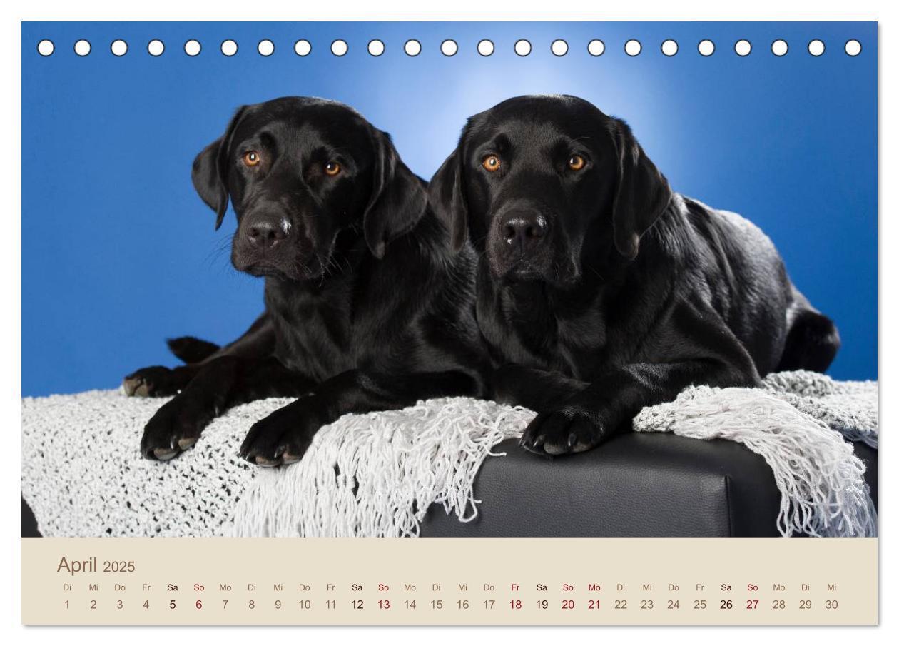 Bild: 9783435723805 | Labrador Retriever (Tischkalender 2025 DIN A5 quer), CALVENDO...