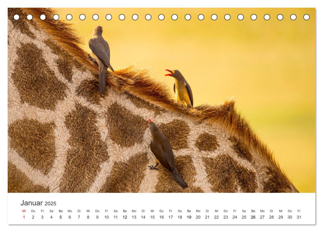 Bild: 9783383956713 | Botswana - Grandiose Wildnis (Tischkalender 2025 DIN A5 quer),...