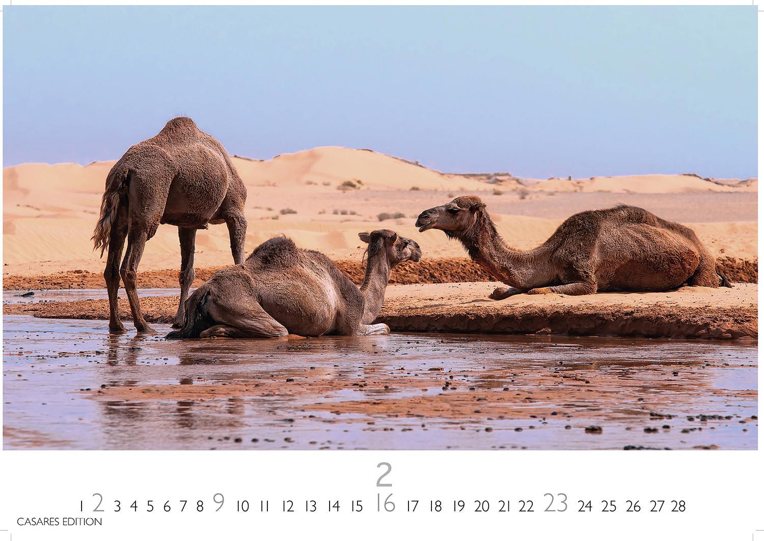 Bild: 9781835240526 | Sahara 2025 L 35x50cm | Kalender | 14 S. | Deutsch | 2025