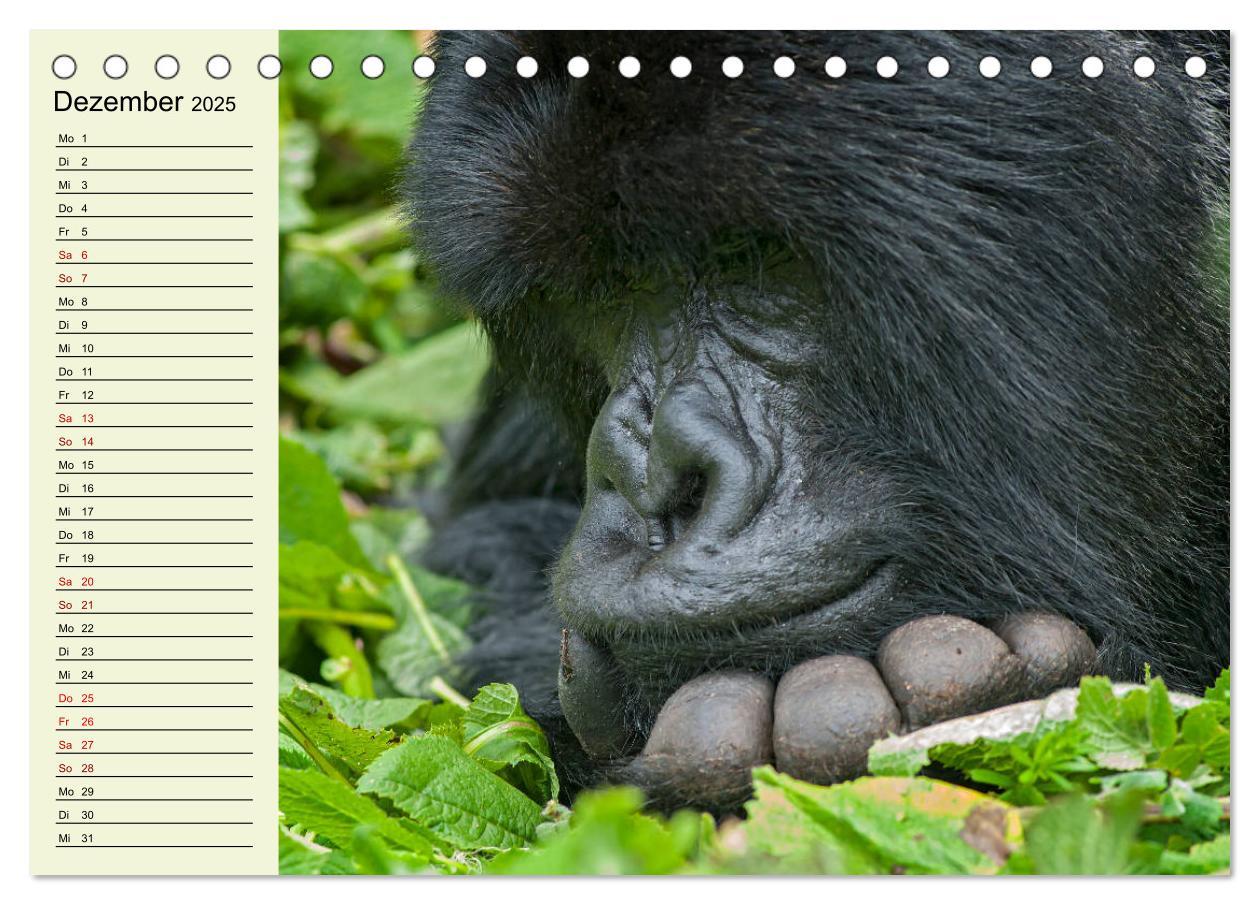 Bild: 9783435118489 | Berggorillas im Herzen Afrikas (Tischkalender 2025 DIN A5 quer),...