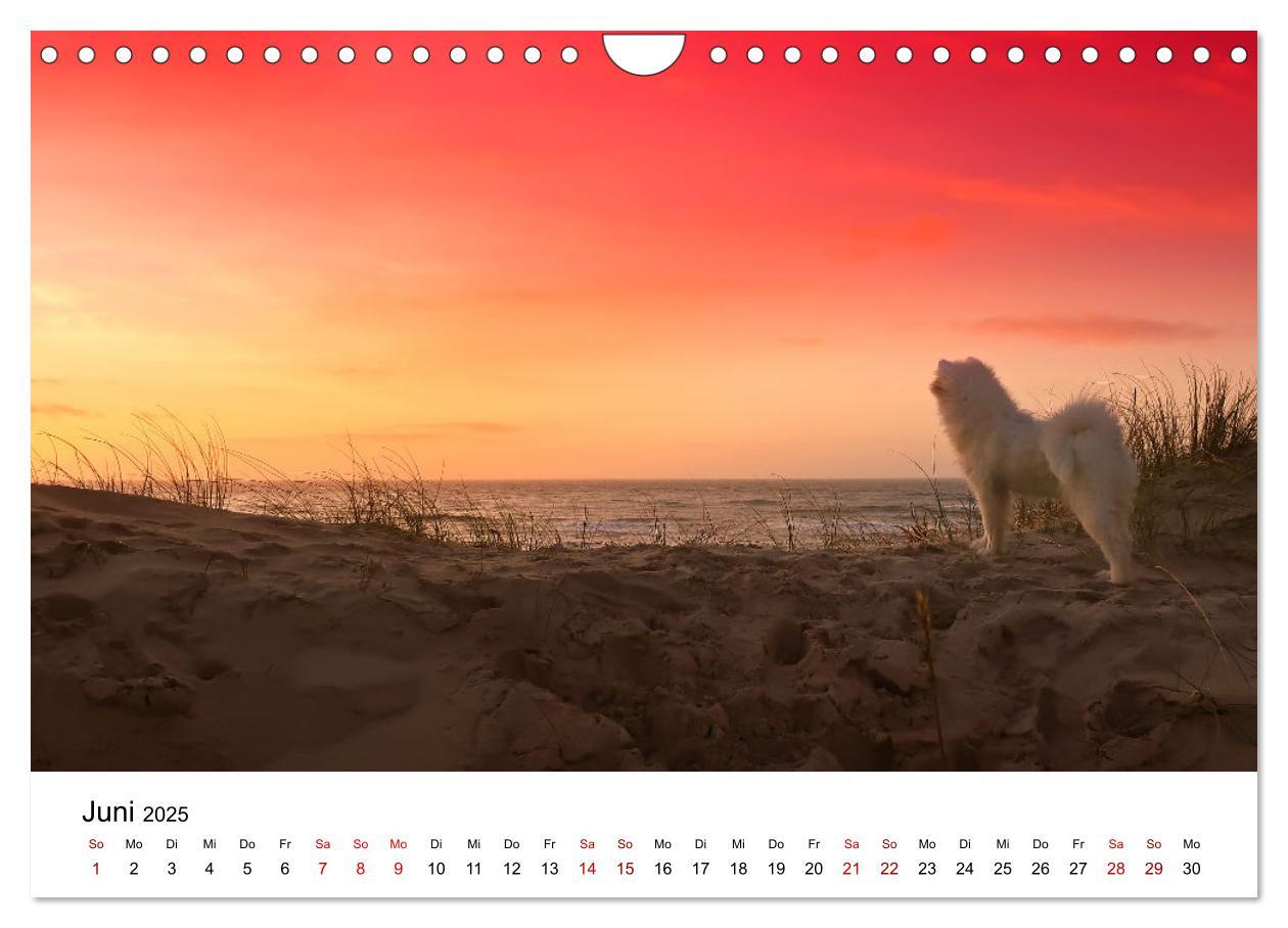 Bild: 9783435014439 | Ein Samojede am Meer (Wandkalender 2025 DIN A4 quer), CALVENDO...