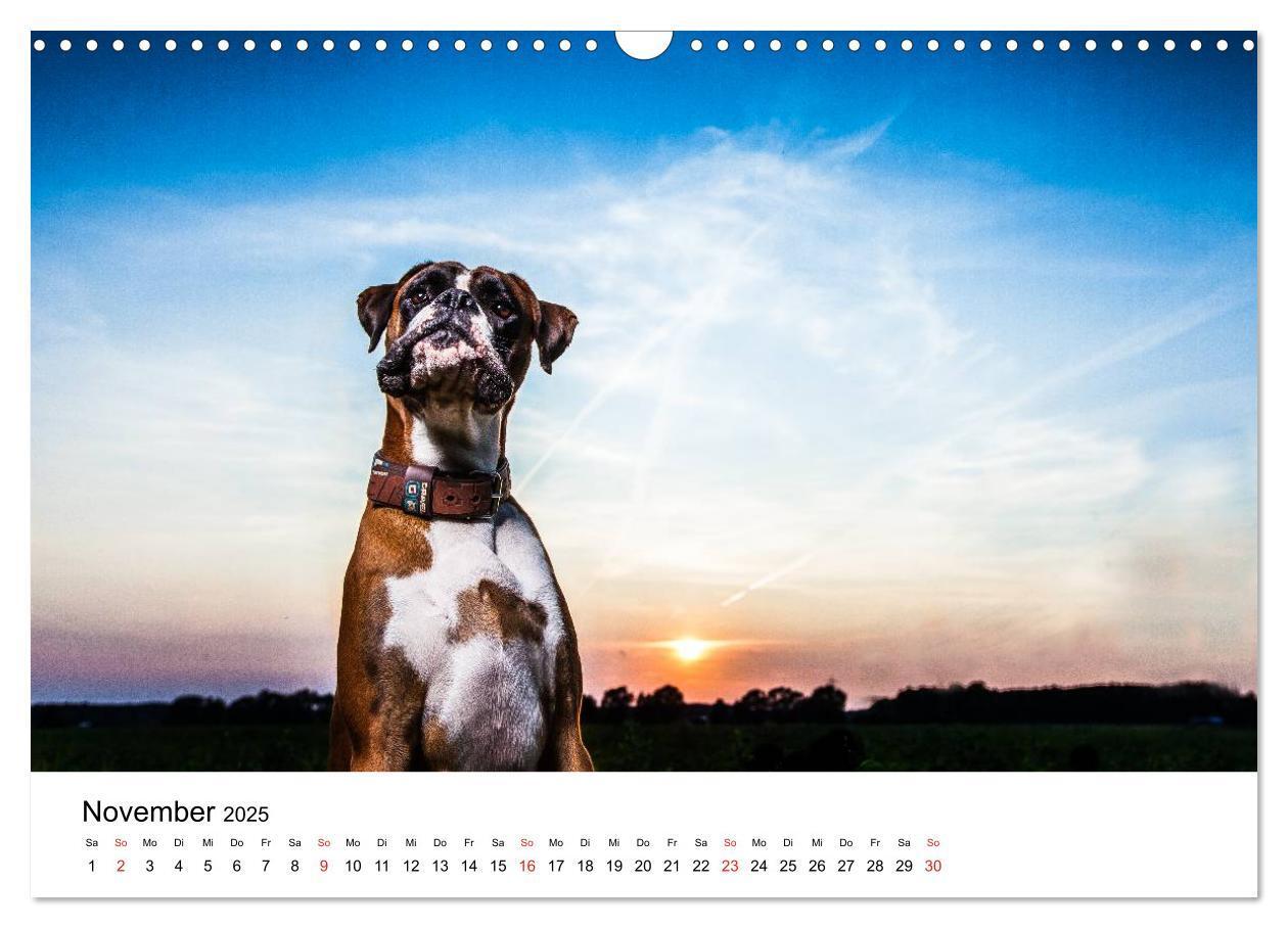 Bild: 9783435614196 | Deutscher Boxer (Wandkalender 2025 DIN A3 quer), CALVENDO...