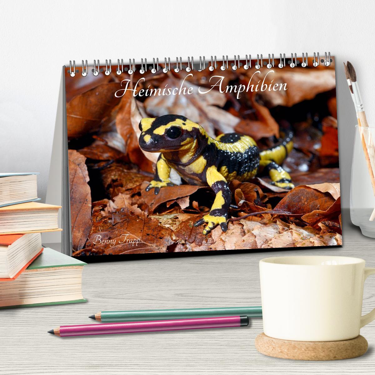 Bild: 9783435178605 | Heimische Amphibien (Tischkalender 2025 DIN A5 quer), CALVENDO...