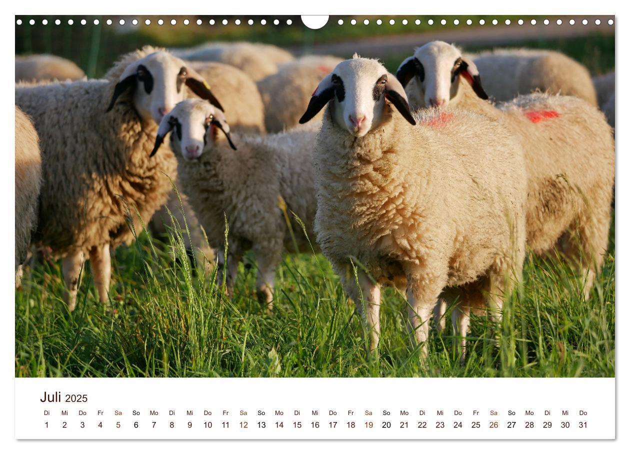 Bild: 9783435172245 | Schöne Schafe (Wandkalender 2025 DIN A3 quer), CALVENDO Monatskalender