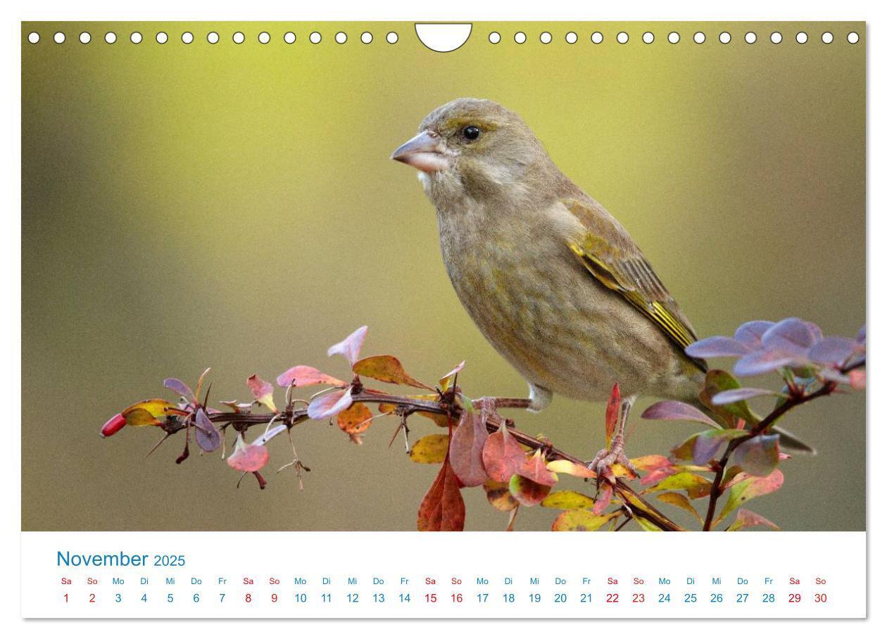 Bild: 9783435464838 | Singvögel - 12 Arten im Garten (Wandkalender 2025 DIN A4 quer),...