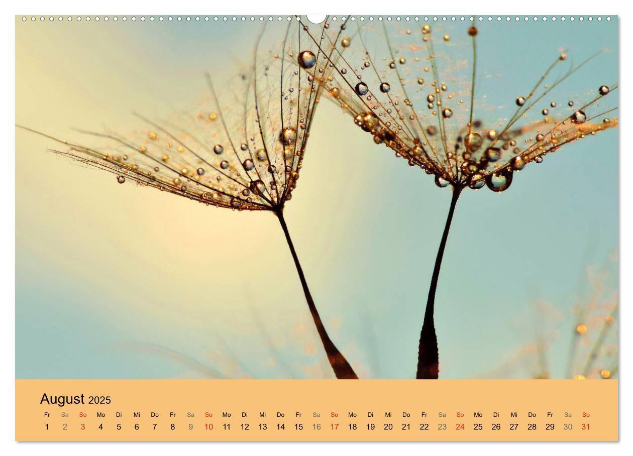 Bild: 9783435746316 | Naturjuwel Pusteblume (Wandkalender 2025 DIN A2 quer), CALVENDO...