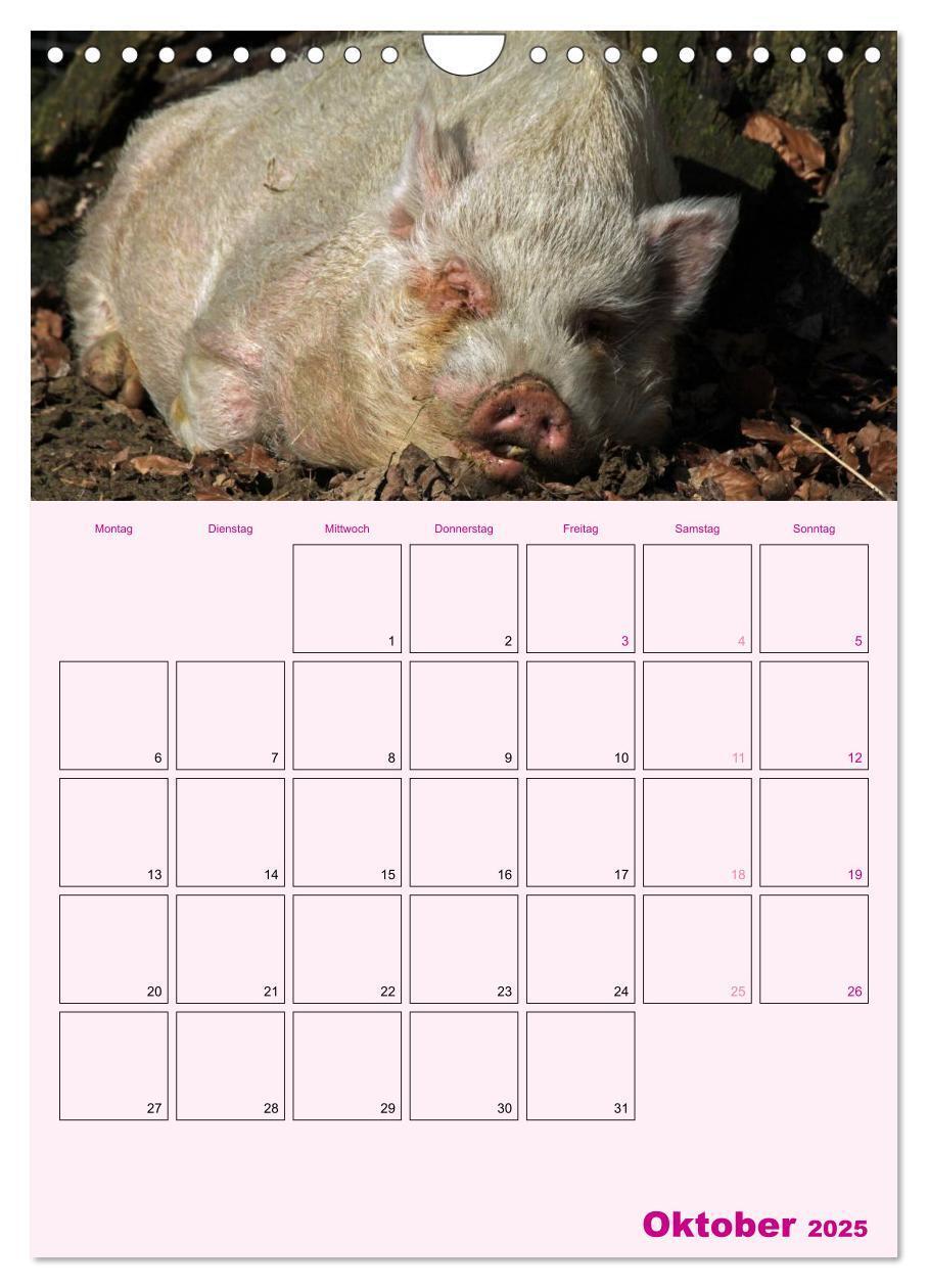 Bild: 9783457077214 | Schweinischer Terminplaner (Wandkalender 2025 DIN A4 hoch),...