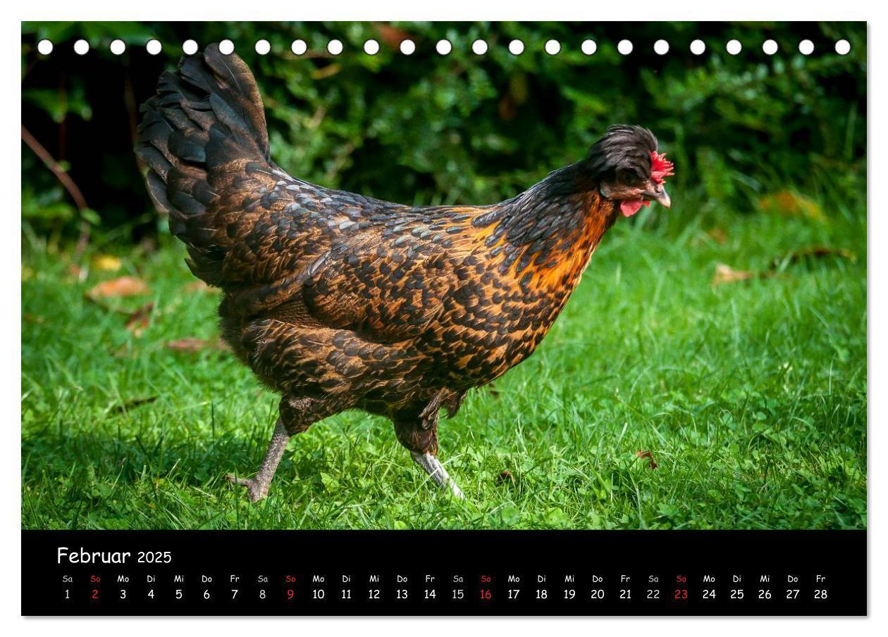 Bild: 9783435554263 | Gartenhühner (Tischkalender 2025 DIN A5 quer), CALVENDO Monatskalender