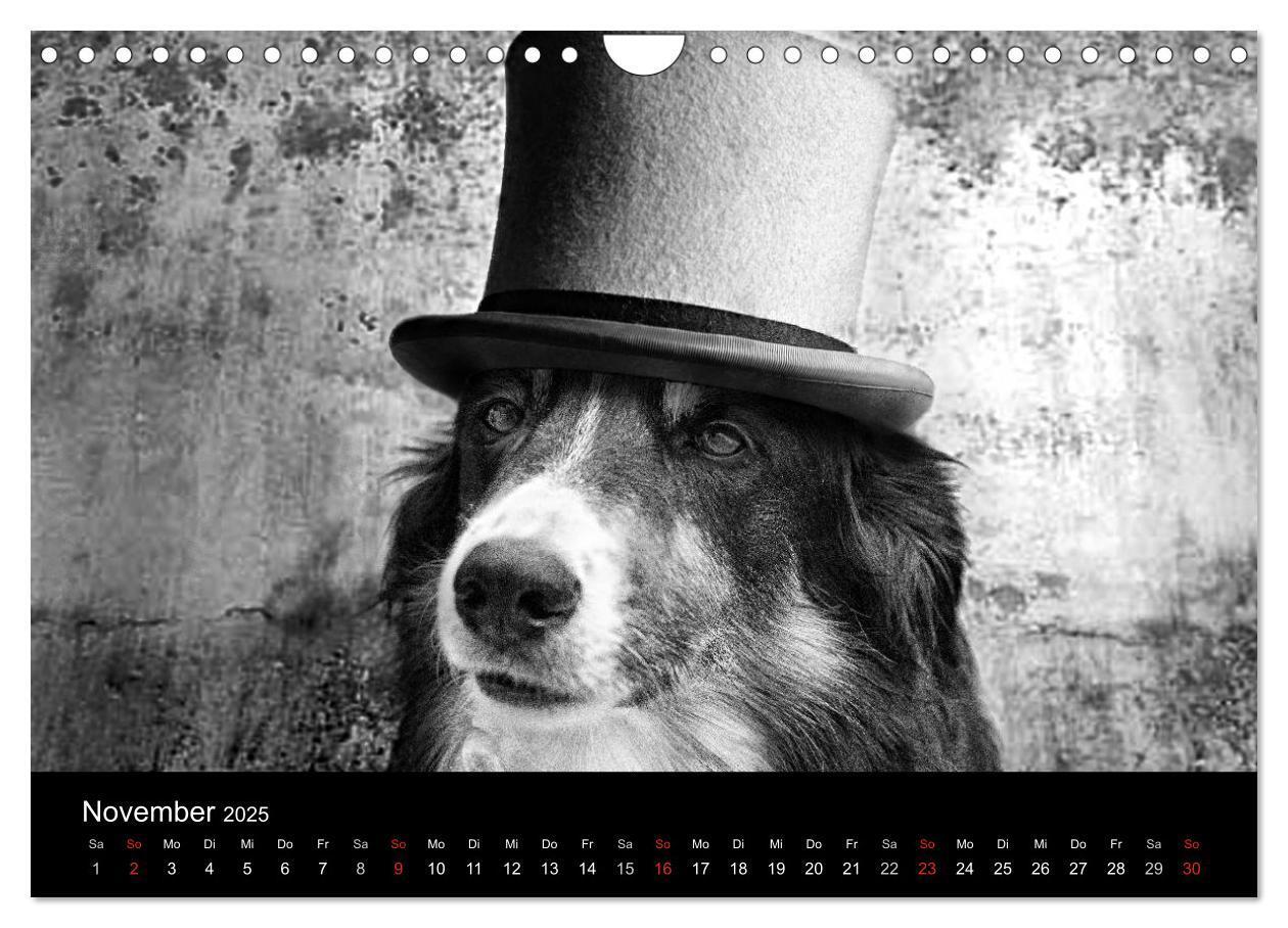 Bild: 9783435781522 | Hütehunde (Wandkalender 2025 DIN A4 quer), CALVENDO Monatskalender