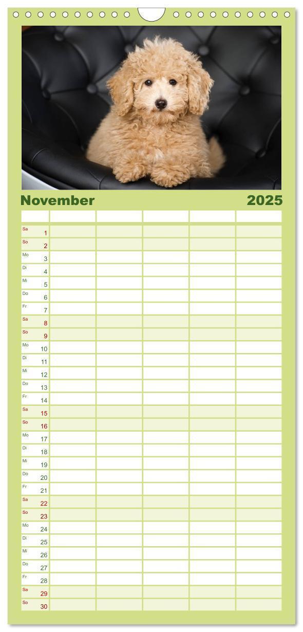 Bild: 9783457125427 | Familienplaner 2025 - Pudel mit 5 Spalten (Wandkalender, 21 x 45...