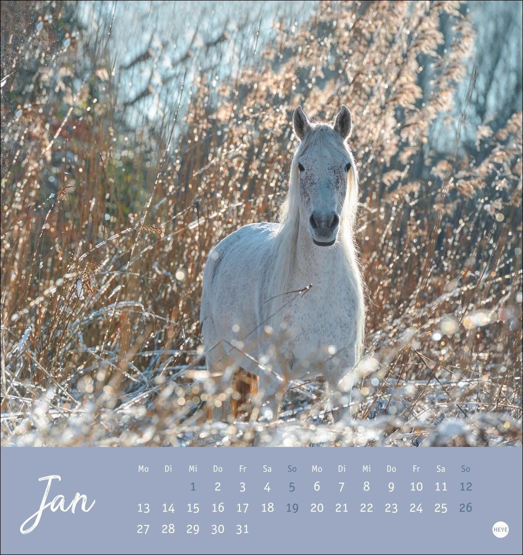 Bild: 9783756407040 | Pferde Postkartenkalender 2025 - Starke Freunde | Kalender | 13 S.