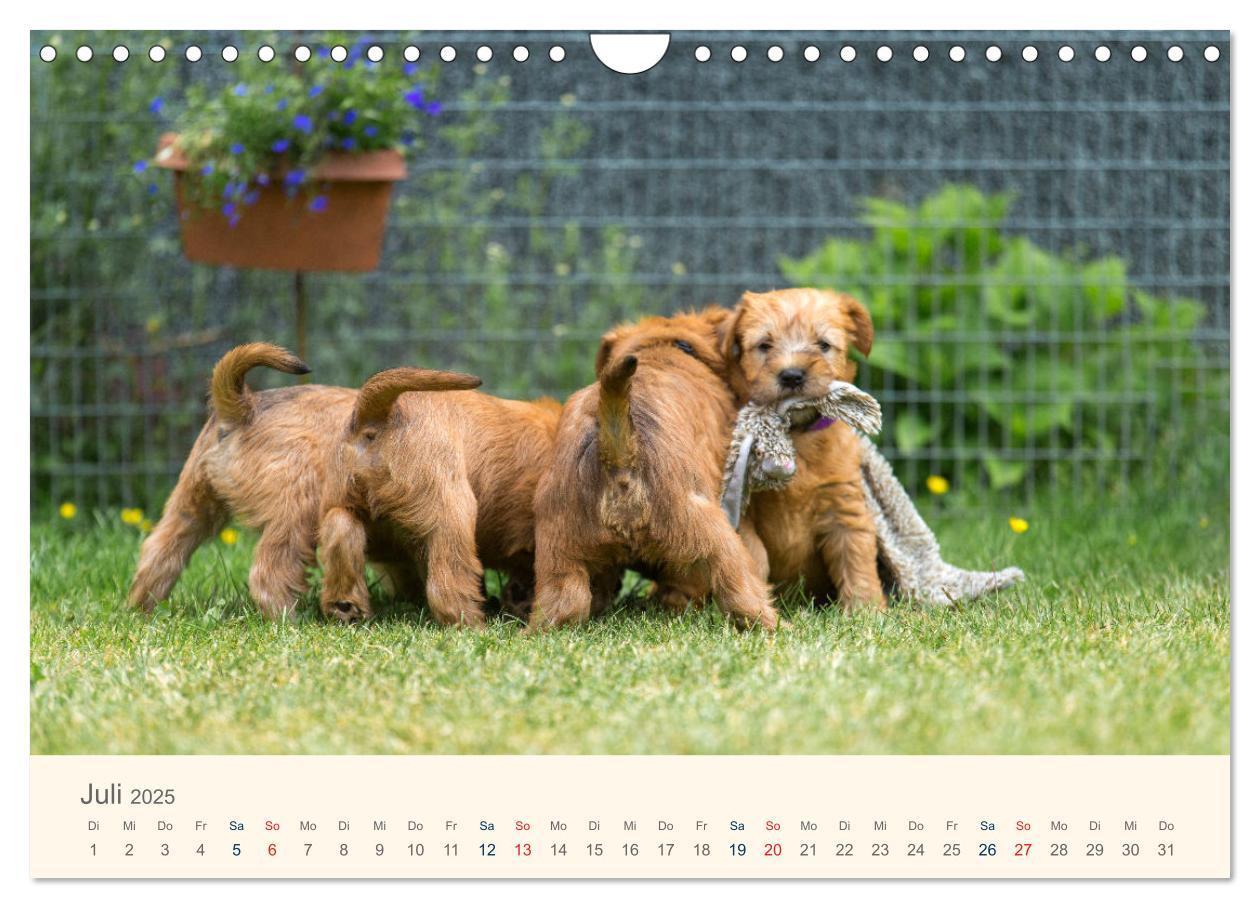 Bild: 9783435047277 | IRISH SOFT COATED WHEATEN TERRIER WELPEN 2025 (Wandkalender 2025...