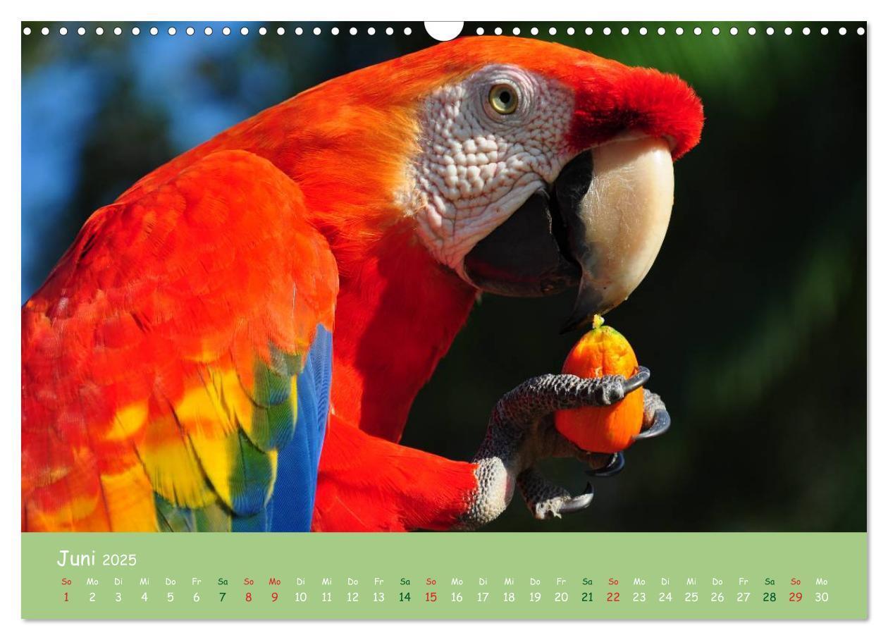 Bild: 9783435658152 | Am Amazonas (Wandkalender 2025 DIN A3 quer), CALVENDO Monatskalender