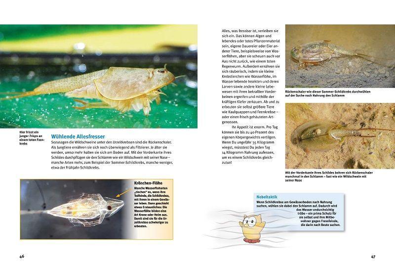 Bild: 9783866595033 | Entdecke die Urzeitkrebse | Triops, Feenkrebse &amp; Co | Kriton Kunz