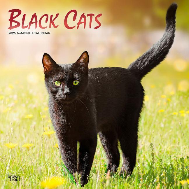 Cover: 9781975476649 | Black Cats 2025 12 X 24 Inch Monthly Square Wall Calendar Foil...