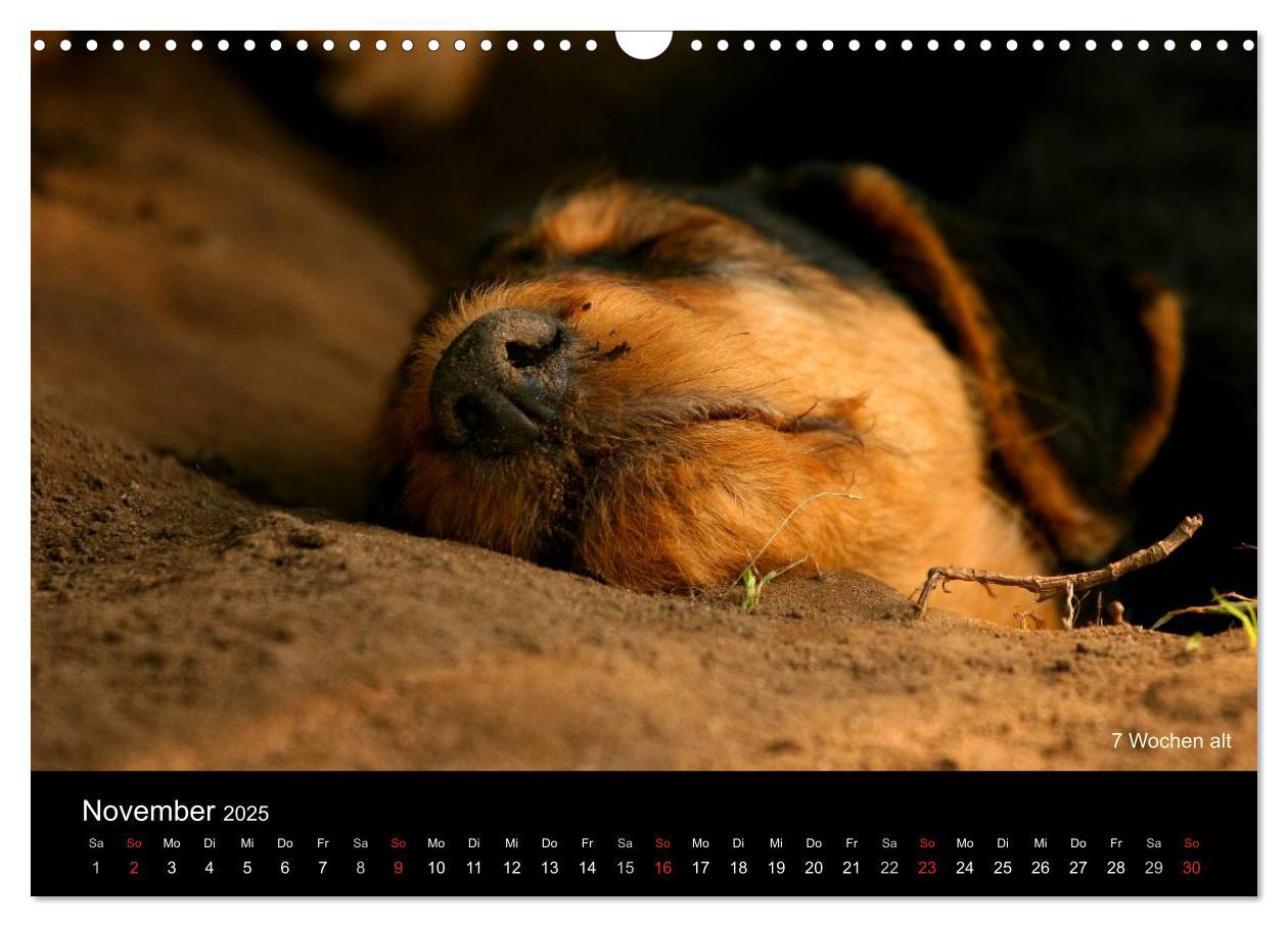 Bild: 9783435747290 | Airedale Terrier Welpen (Wandkalender 2025 DIN A3 quer), CALVENDO...