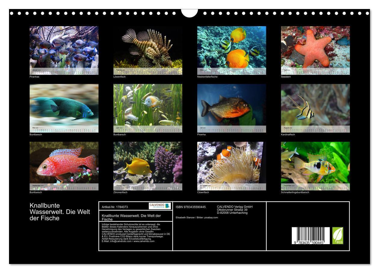 Bild: 9783435590445 | Knallbunte Wasserwelt. Die Welt der Fische (Wandkalender 2025 DIN...