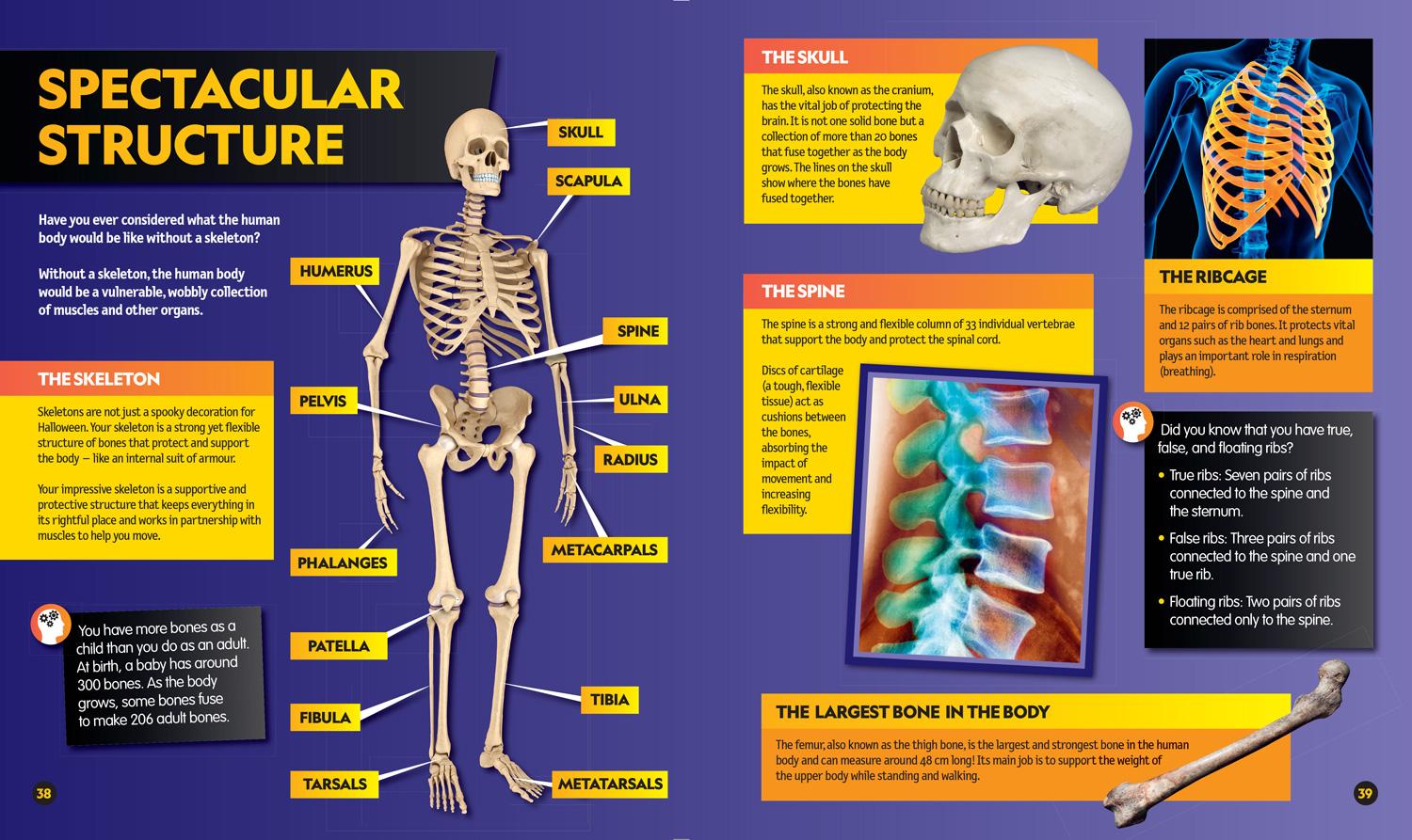 Bild: 9780008541583 | Everything: Human Body | National Geographic Kids | Taschenbuch | 2022