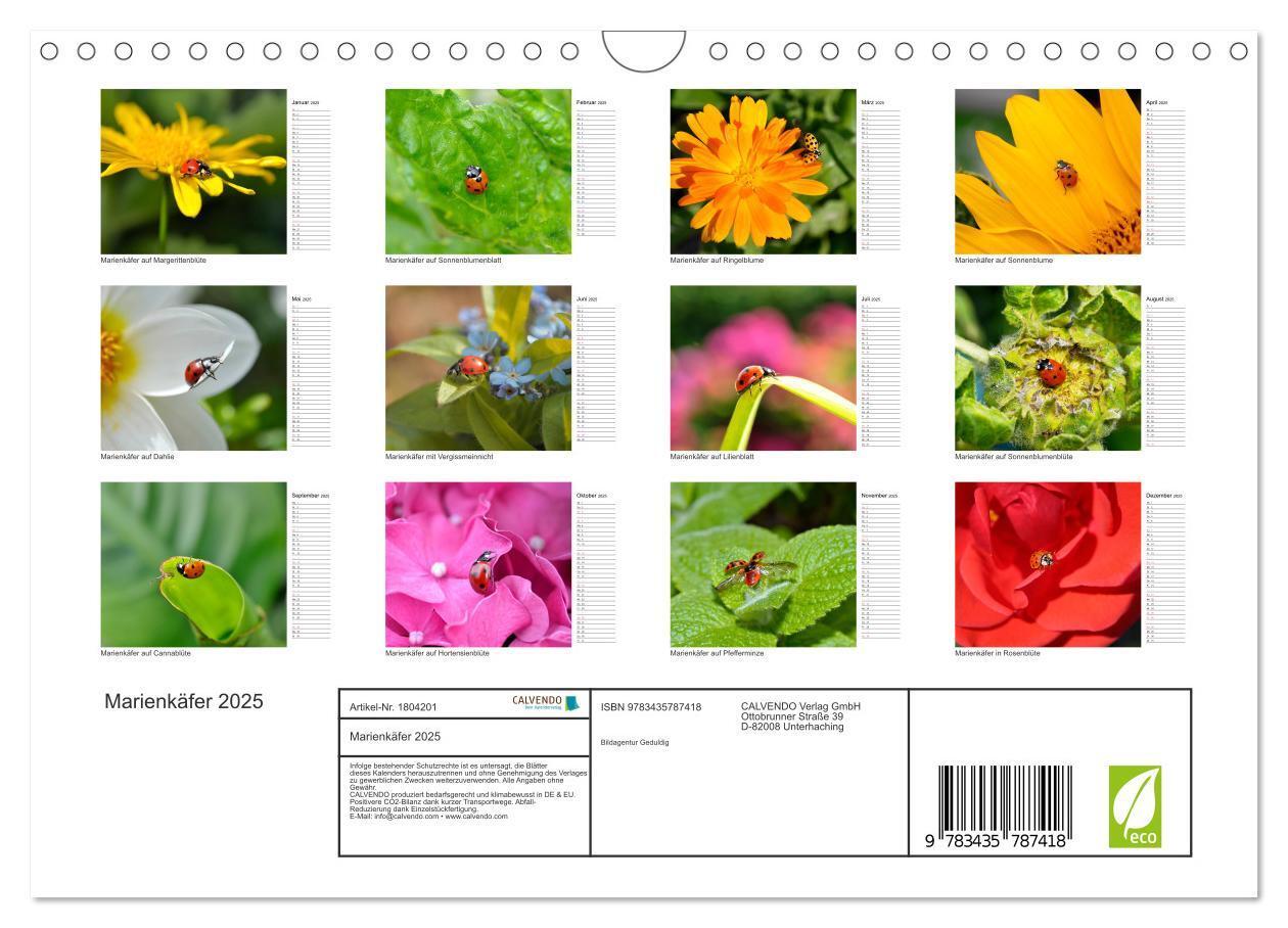 Bild: 9783435787418 | Marienkäfer 2025 (Wandkalender 2025 DIN A4 quer), CALVENDO...